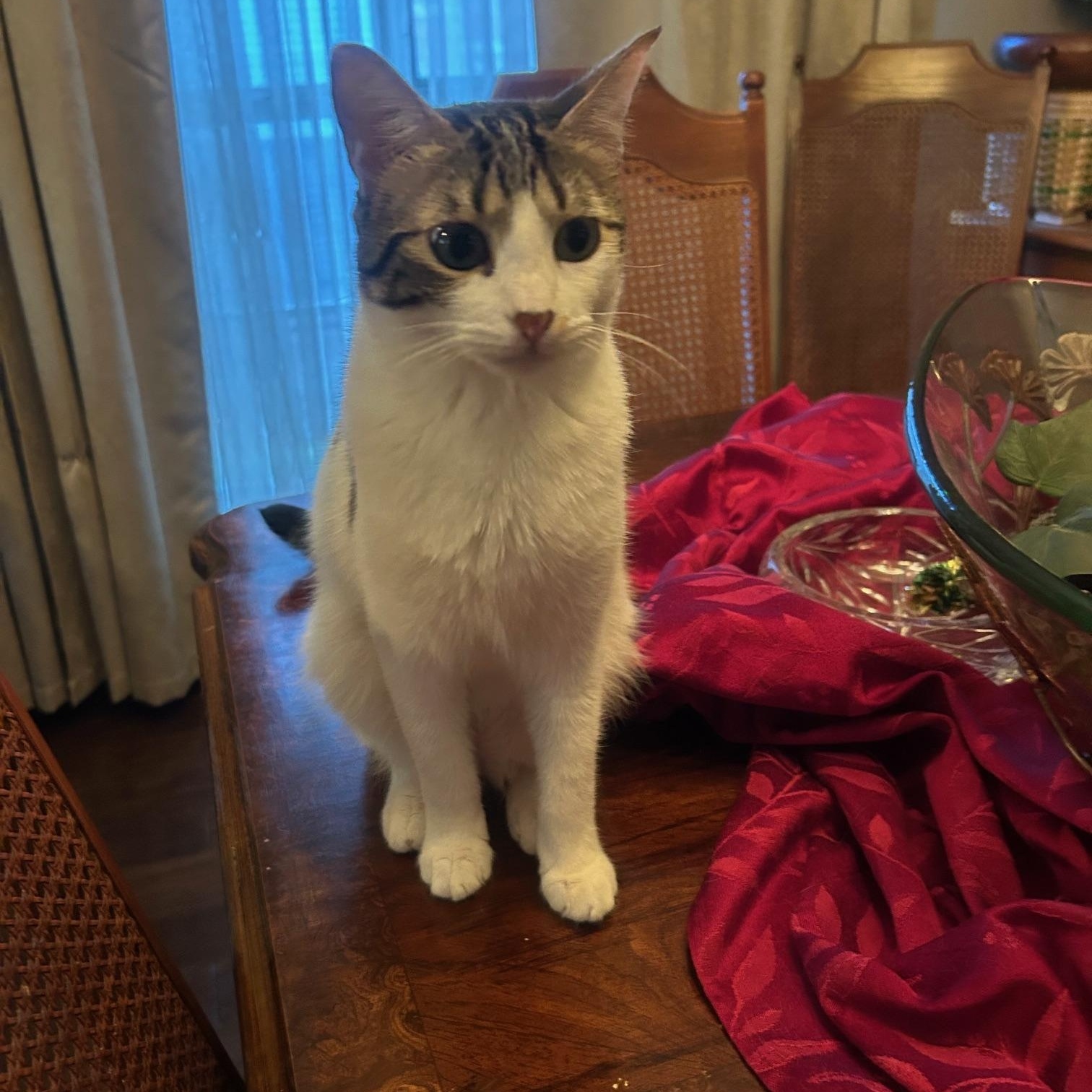 Spirit Love (bonded to Storm Cloud), a Adoptable Domestic Short Hair in Fort Worth, TX image 4/6
