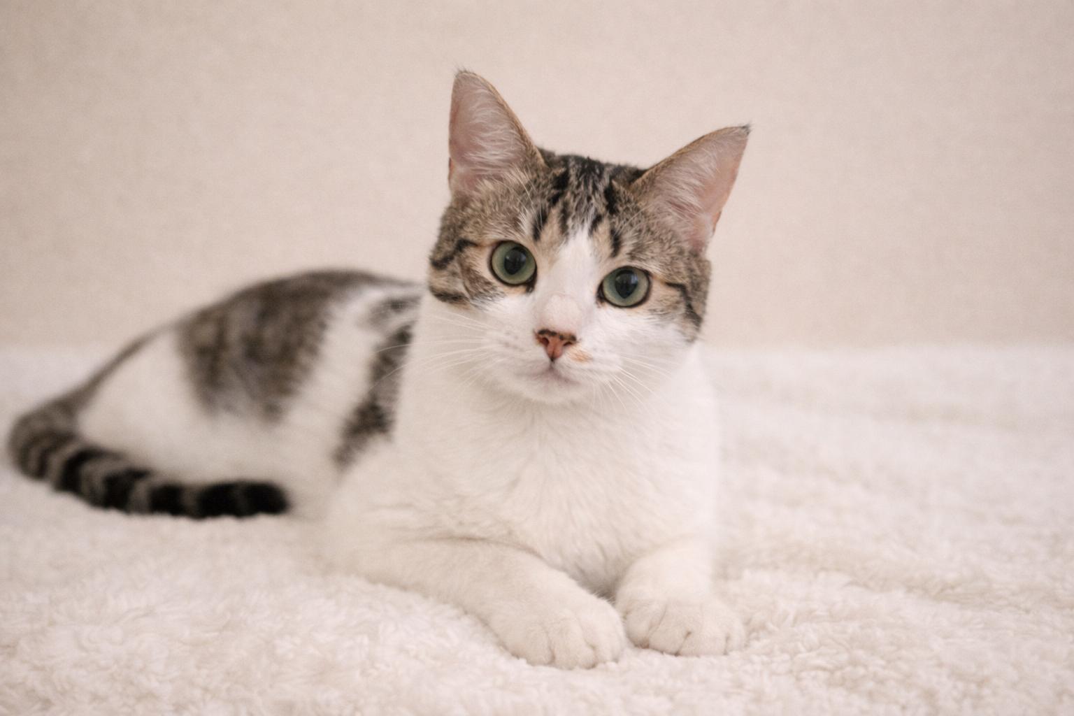 Spirit Love (bonded to Storm Cloud), Adoptable, Young Female Domestic Short Hair.