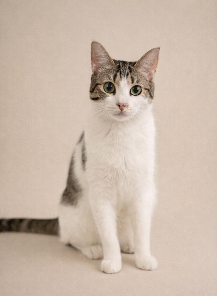 Spirit Love (bonded to Storm Cloud), a Adoptable Domestic Short Hair in Fort Worth, TX image 2/6