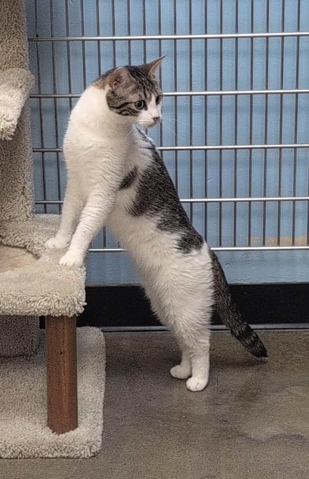 Spirit Love (bonded to Storm Cloud), a Adoptable Domestic Short Hair in Fort Worth, TX image 5/6