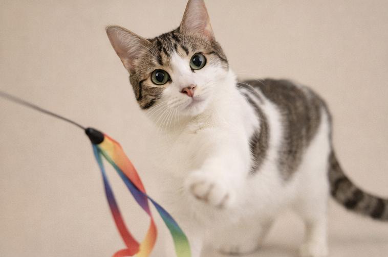 Spirit Love (bonded to Storm Cloud), a Adoptable Domestic Short Hair in Fort Worth, TX image 3/6