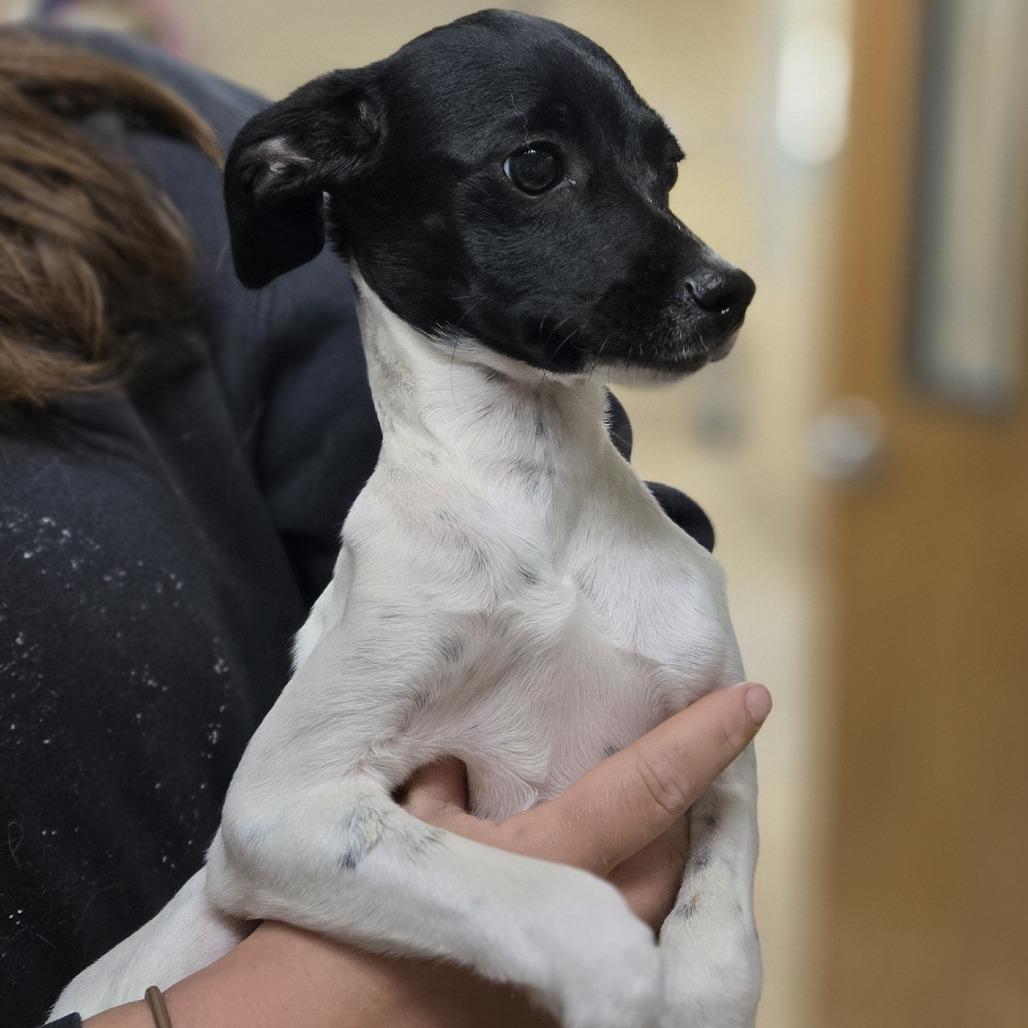 Enlarge Francesca, a Adoptable Mixed Breed in Wickenburg, AZ image 1/3