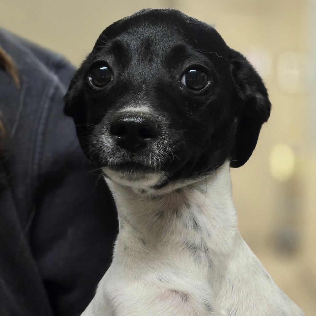 Enlarge Francesca, a Adoptable Mixed Breed in Wickenburg, AZ image 2/3