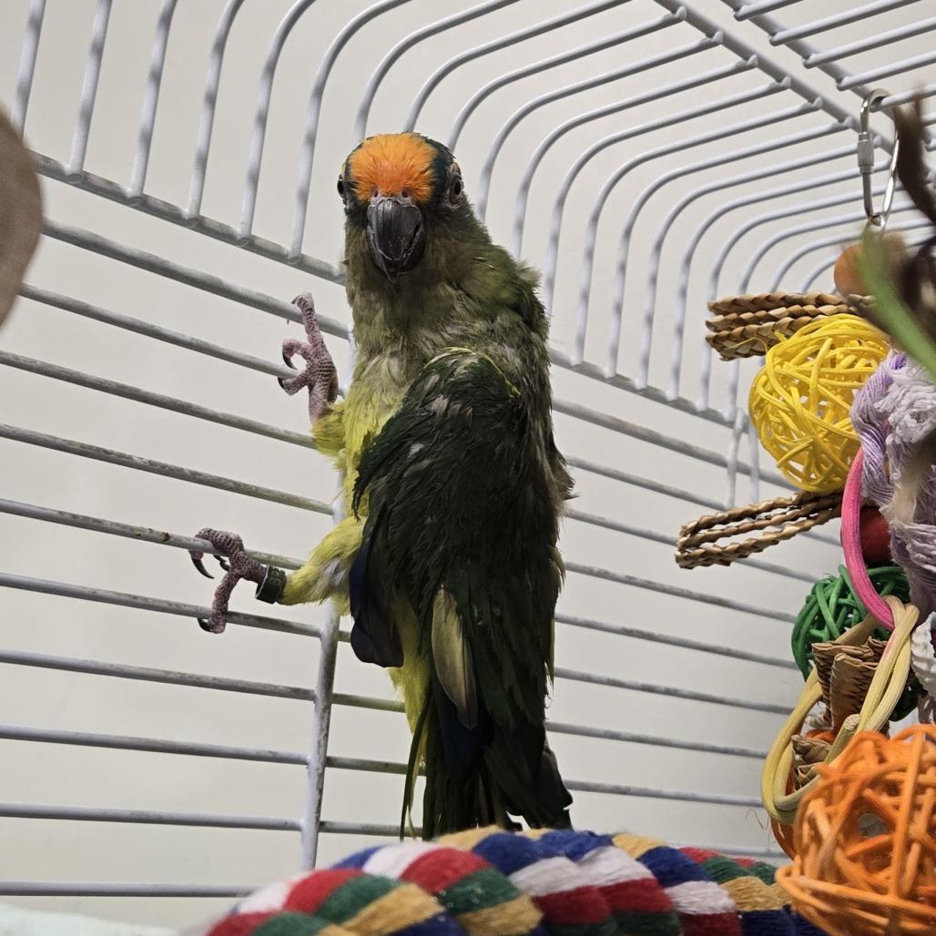 Buster, Adoptable, Senior Female Conure.