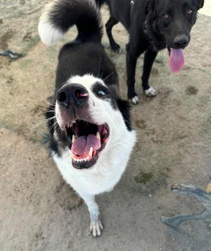 Storm, Adoptable, Puppy Male Siberian Husky & Shepherd.