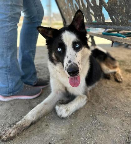 Storm, a Adoptable mixed breed in Visalia, CA image 2/3
