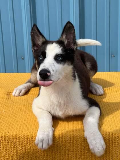 Storm, a Adoptable mixed breed in Visalia, CA image 3/3