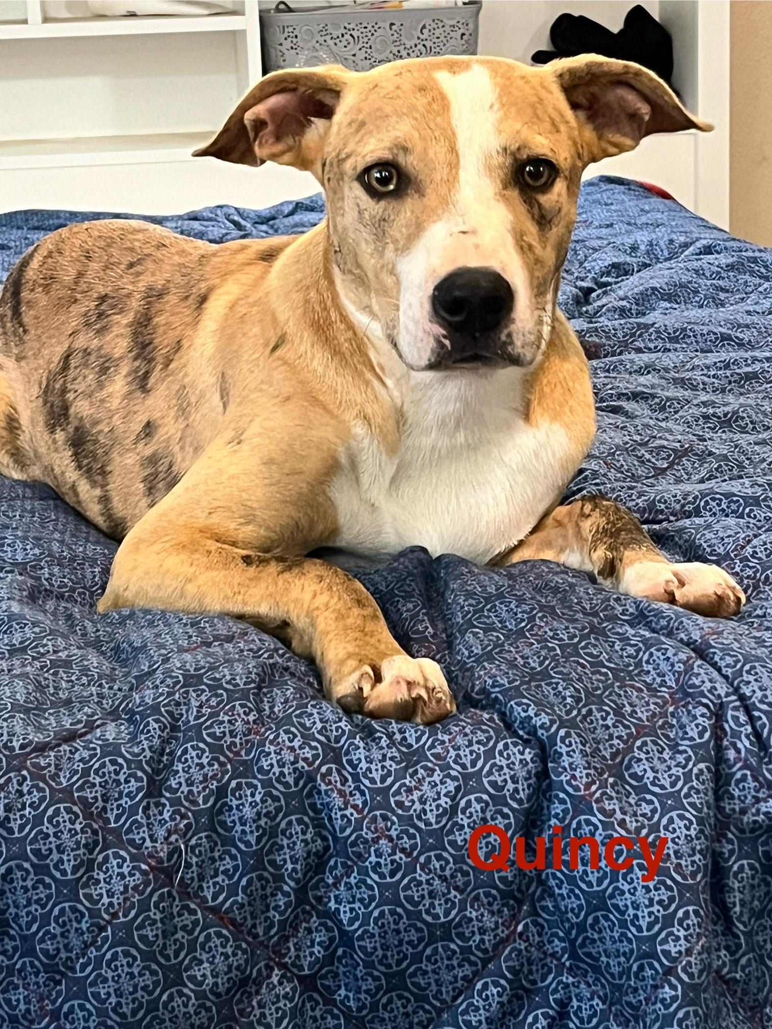 Enlarge quincy, a Adoptable mixed breed in Bloomington, IL image 4/5