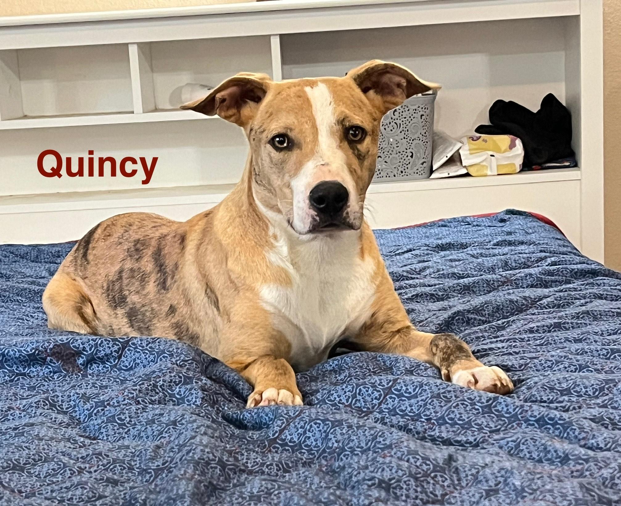 quincy, Adoptable, Young Male Catahoula Leopard Dog.