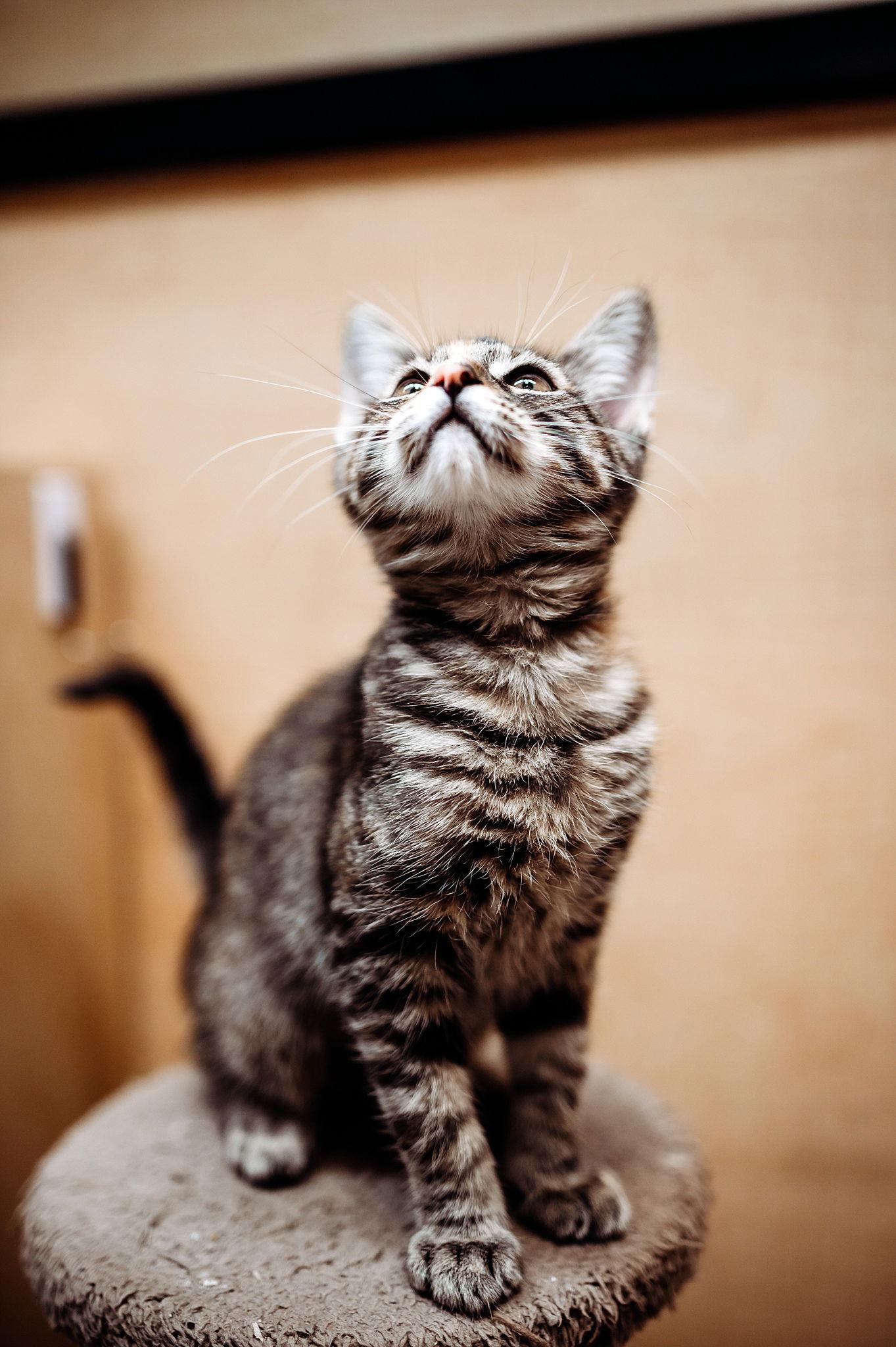 Enlarge Stetson-now Sunni, a Adopted mixed breed in McKinney, TX image 1/3