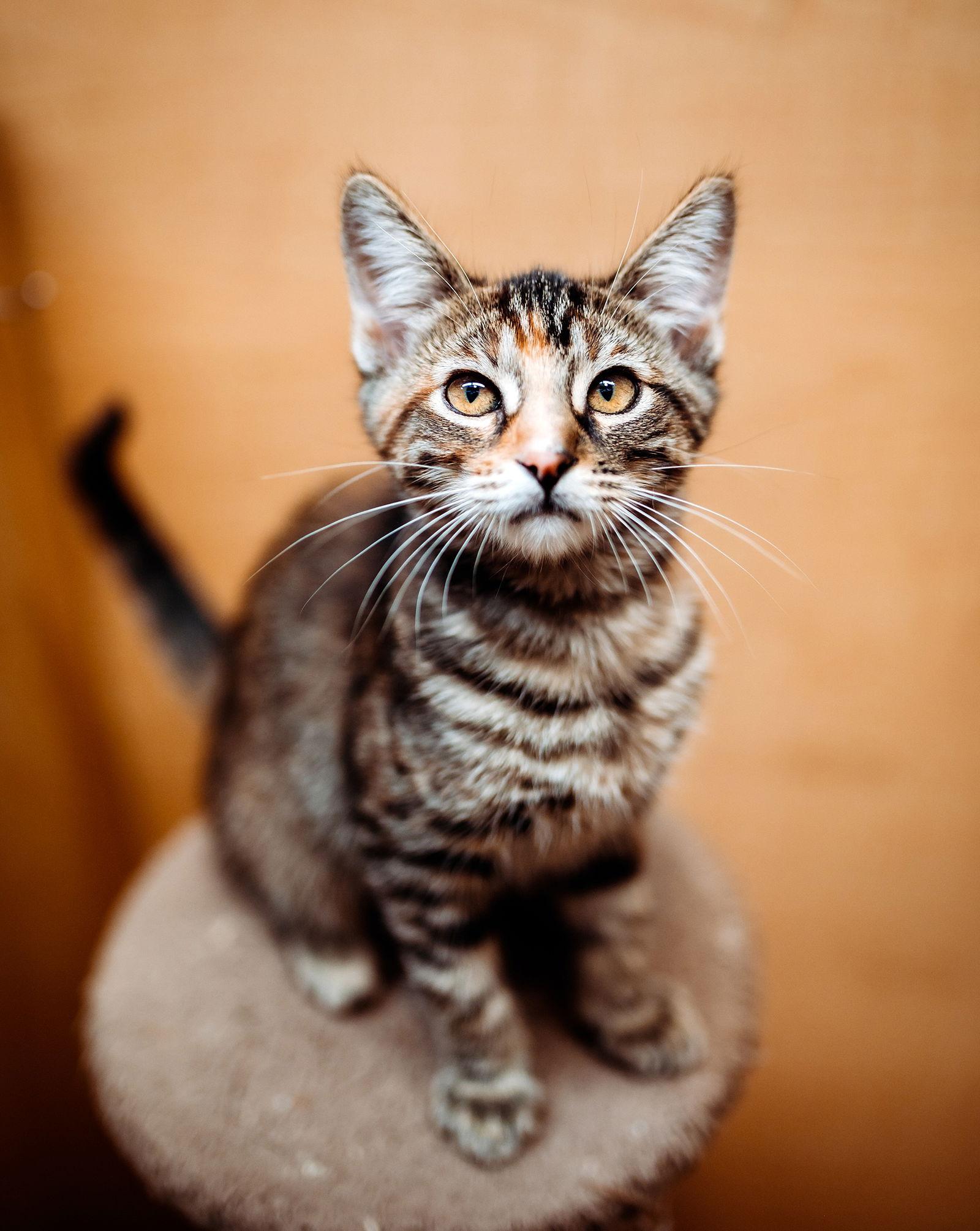 Enlarge Stetson-now Sunni, a Adopted mixed breed in McKinney, TX image 2/3