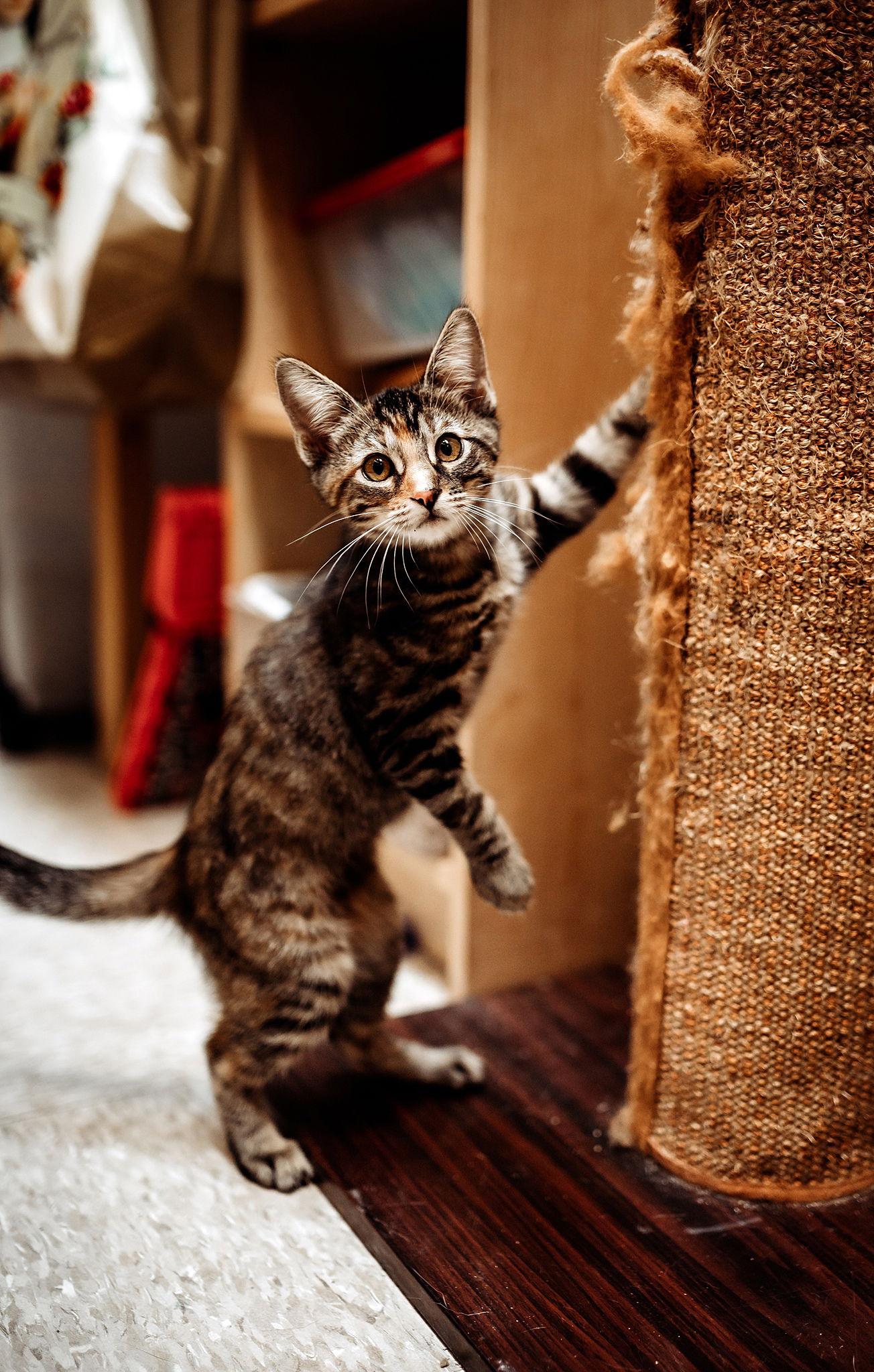 Enlarge Stetson-now Sunni, a Adopted mixed breed in McKinney, TX image 3/3