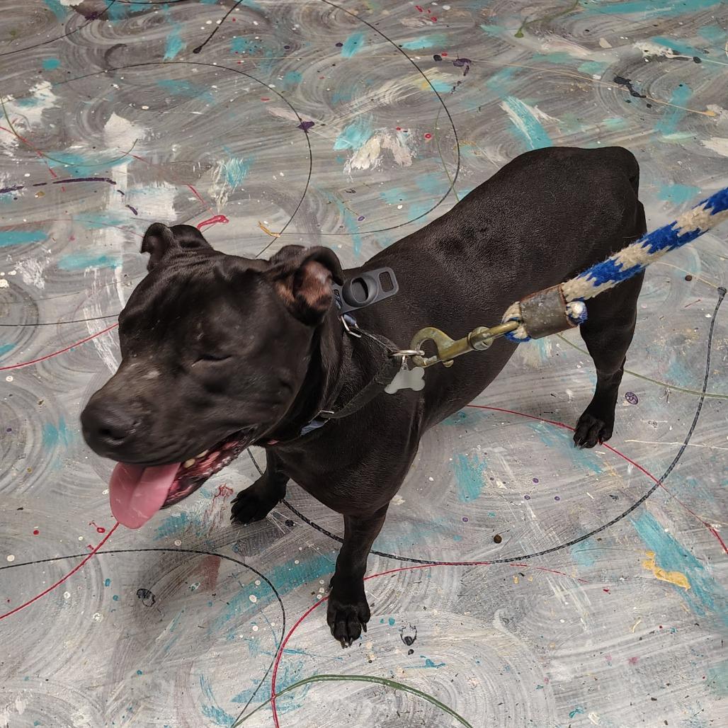 Odin, Adoptable, Adult Male Pit Bull Terrier & Black Labrador Retriever.