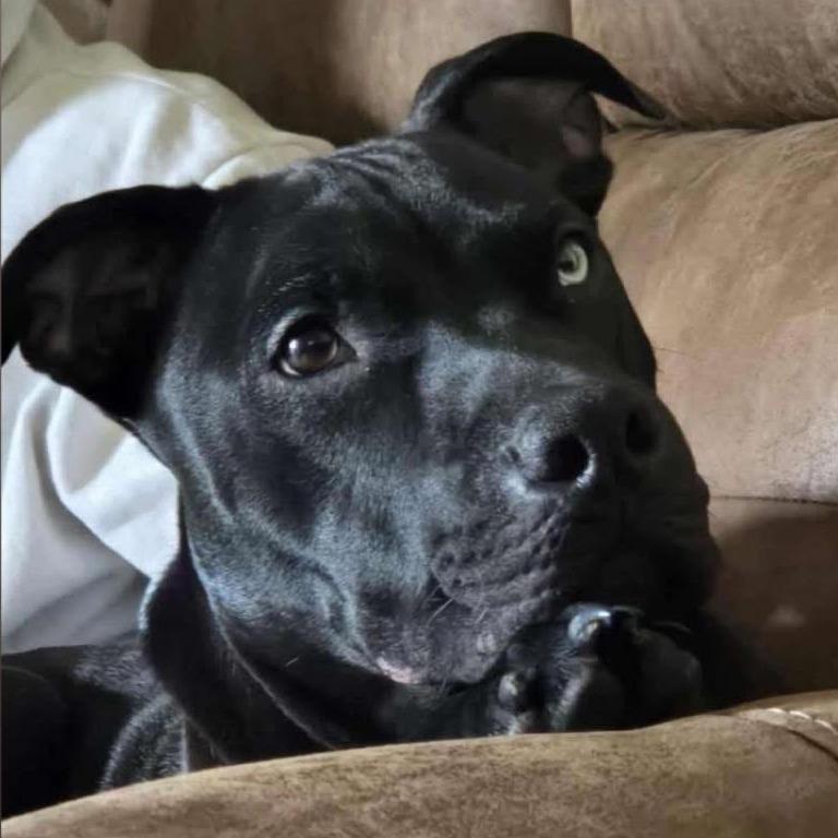 Enlarge Odin, a Adoptable mixed breed in Coos Bay, OR image 2/6