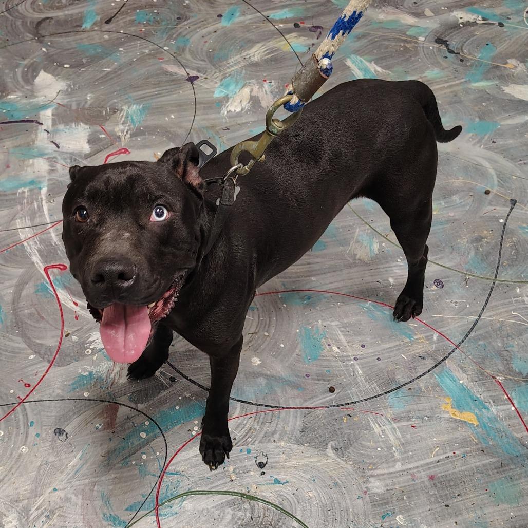 Enlarge Odin, a Adoptable mixed breed in Coos Bay, OR image 3/6