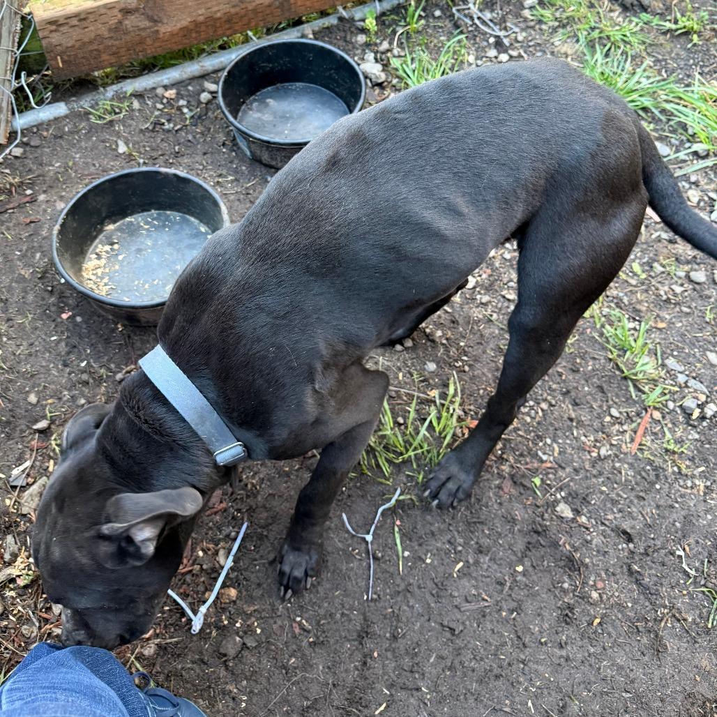 Enlarge Odin, a Adoptable mixed breed in Coos Bay, OR image 4/6