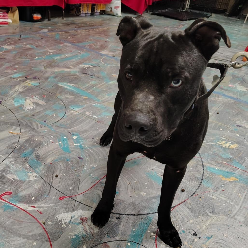 Enlarge Odin, a Adoptable mixed breed in Coos Bay, OR image 5/6