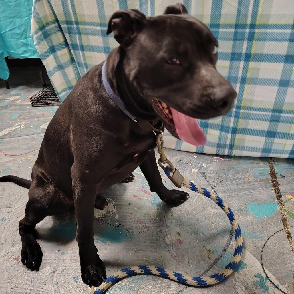Enlarge Odin, a Adoptable mixed breed in Coos Bay, OR image 6/6