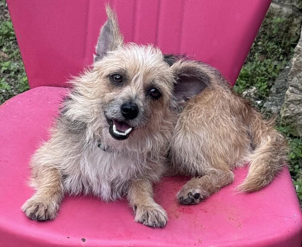 Enlarge Benji, a Adoptable mixed breed in New Braunfels, TX image 1/2