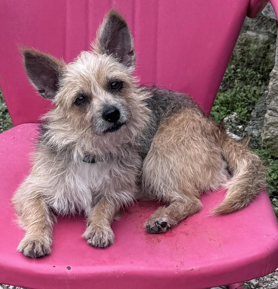 Enlarge Benji, a Adoptable mixed breed in New Braunfels, TX image 2/2