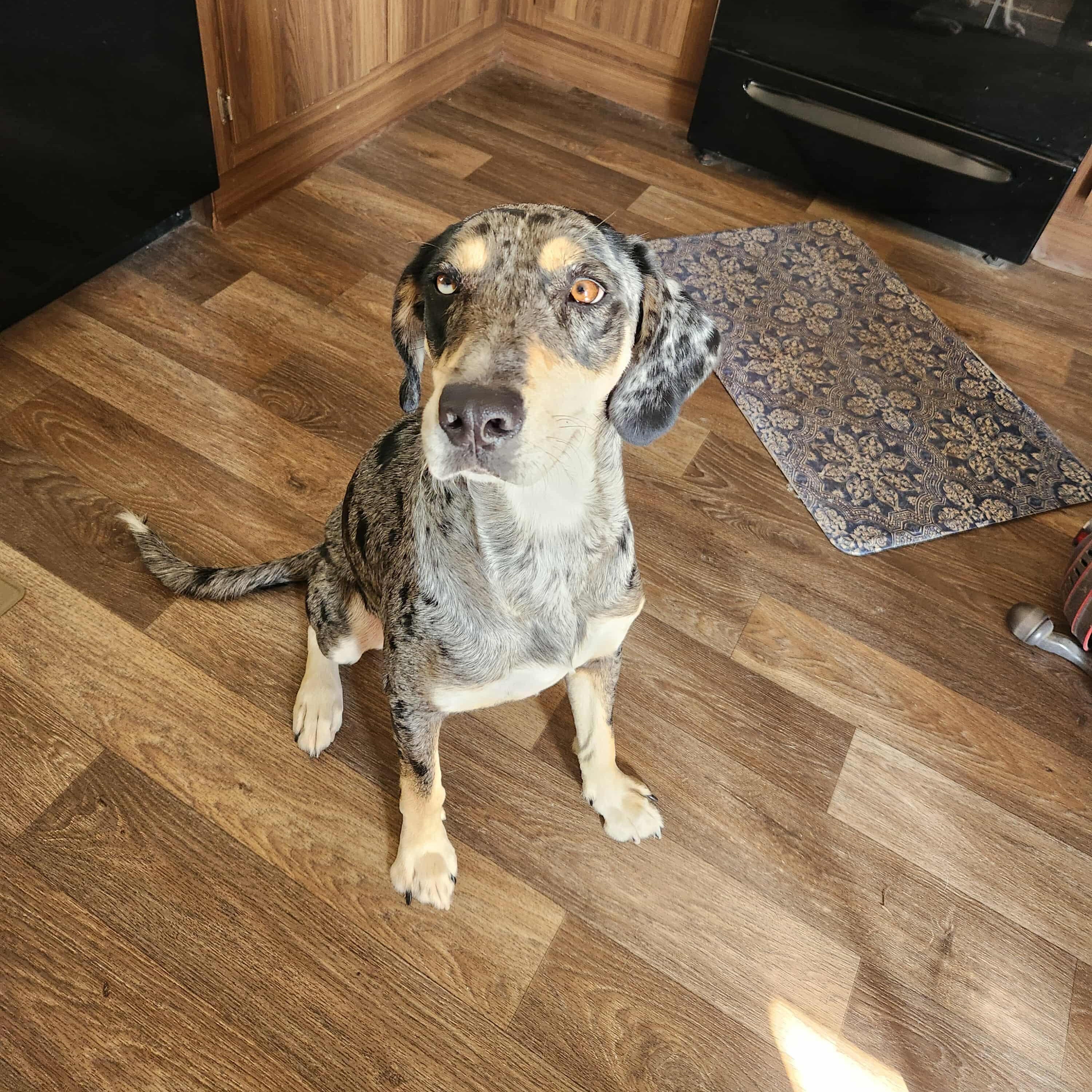 Idgie — thumbnail 2