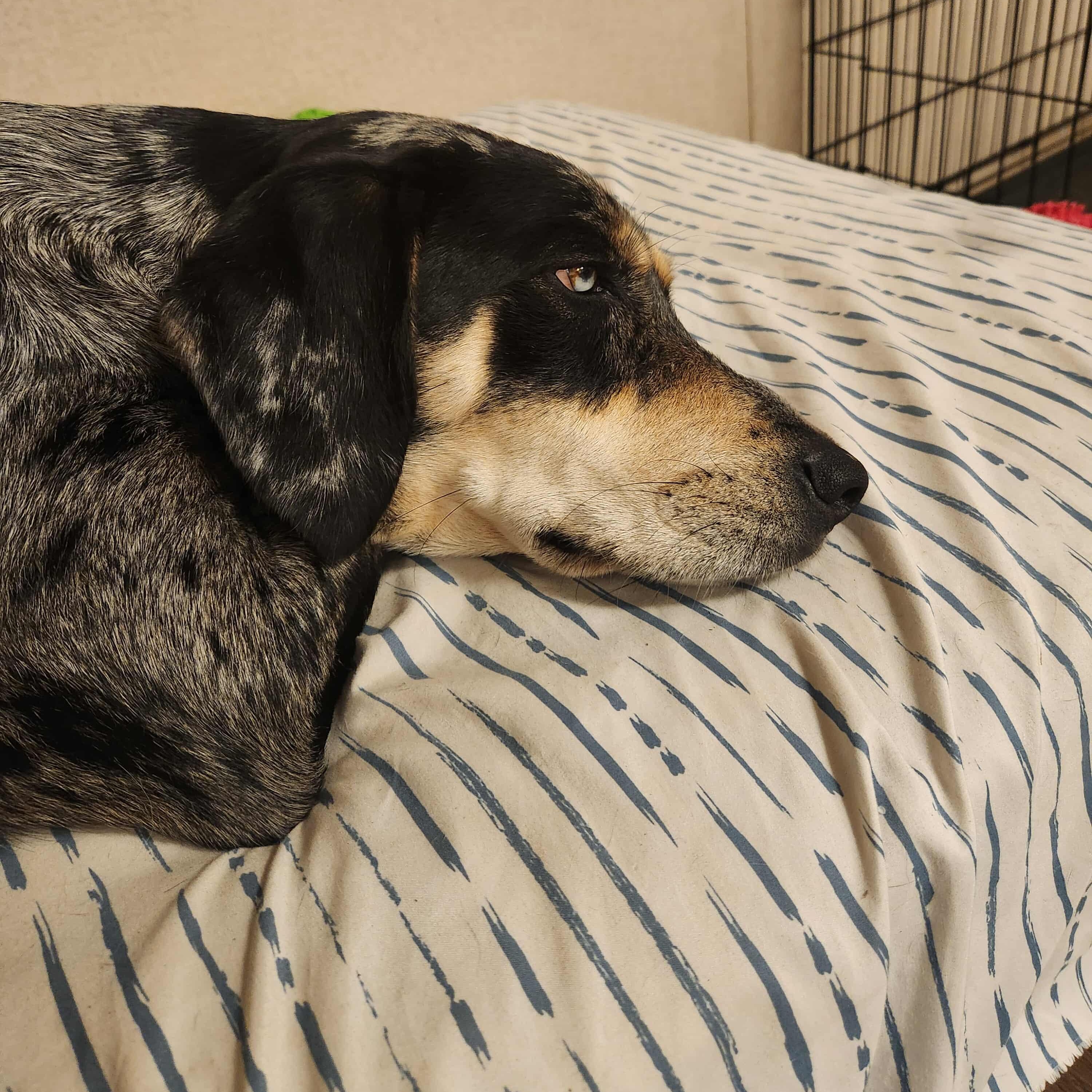 Idgie — thumbnail 4