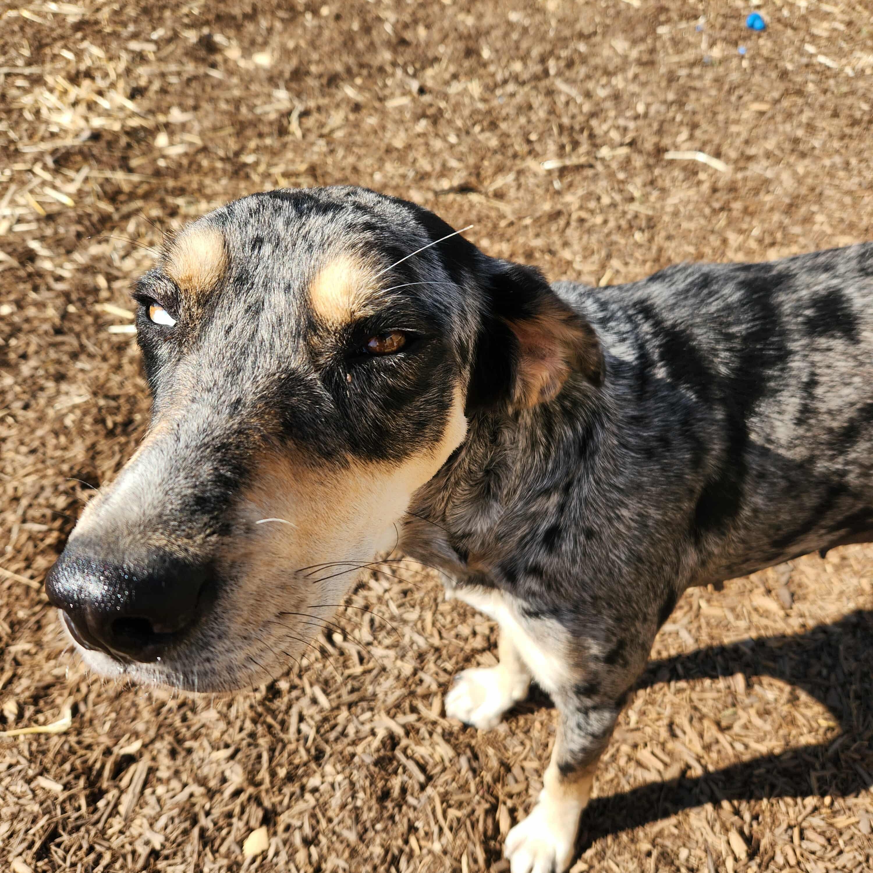 Idgie — thumbnail 5