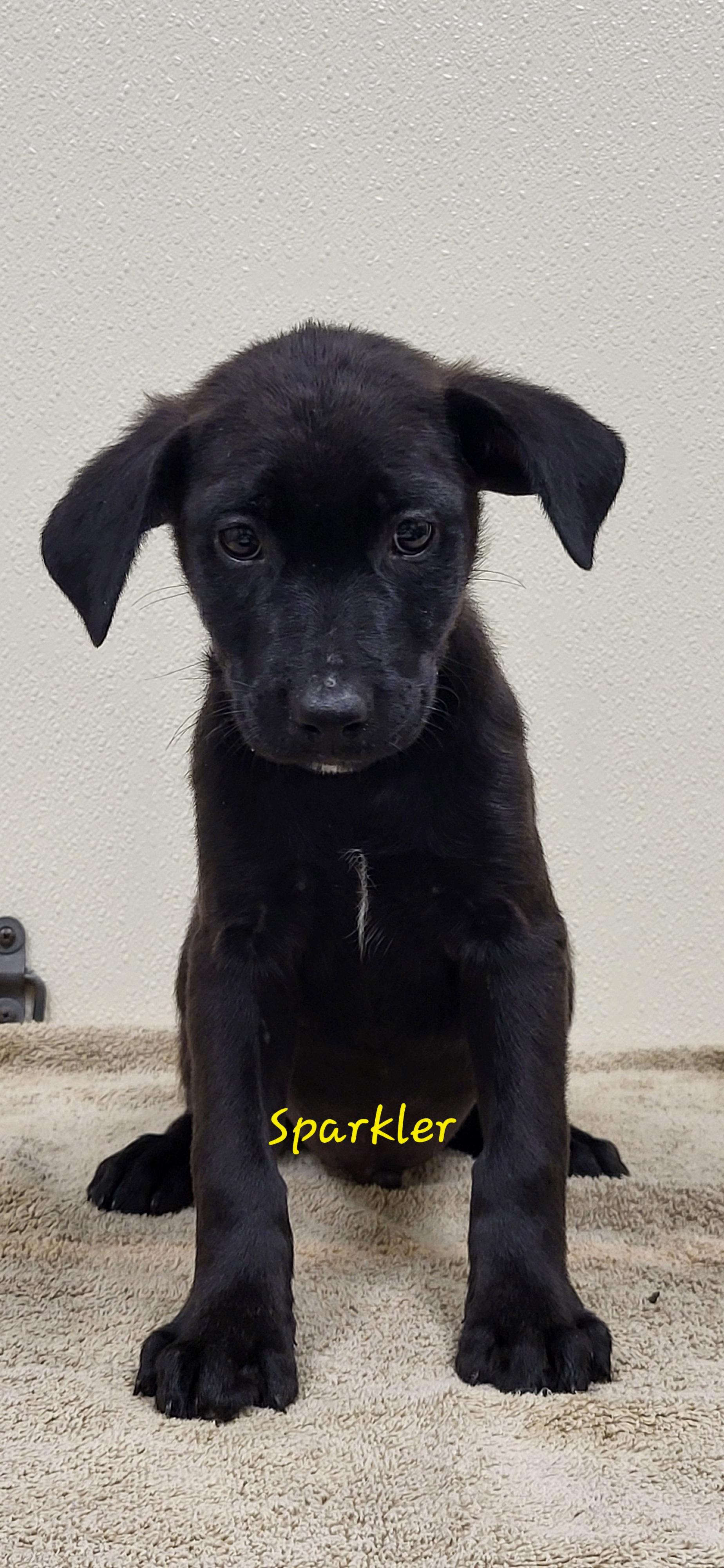 Sparkler, ADOPTABLE, Puppy Male Black Labrador Retriever.