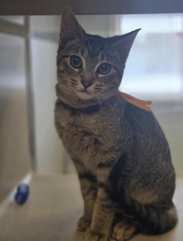 Orville, a Adoptable mixed breed in Viroqua, WI image 1/6