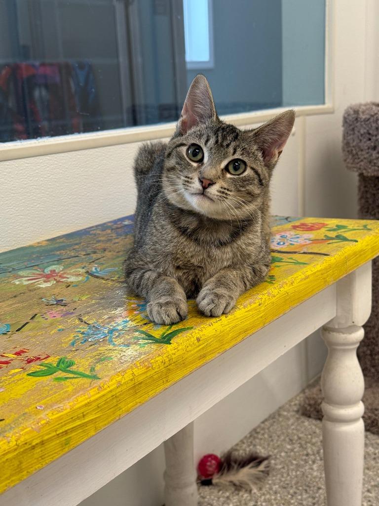 Orville, a Adoptable mixed breed in Viroqua, WI image 2/6