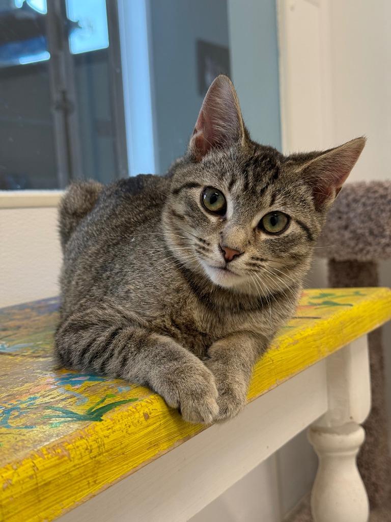 Orville, Adoptable, Kitten Male Domestic Short Hair.