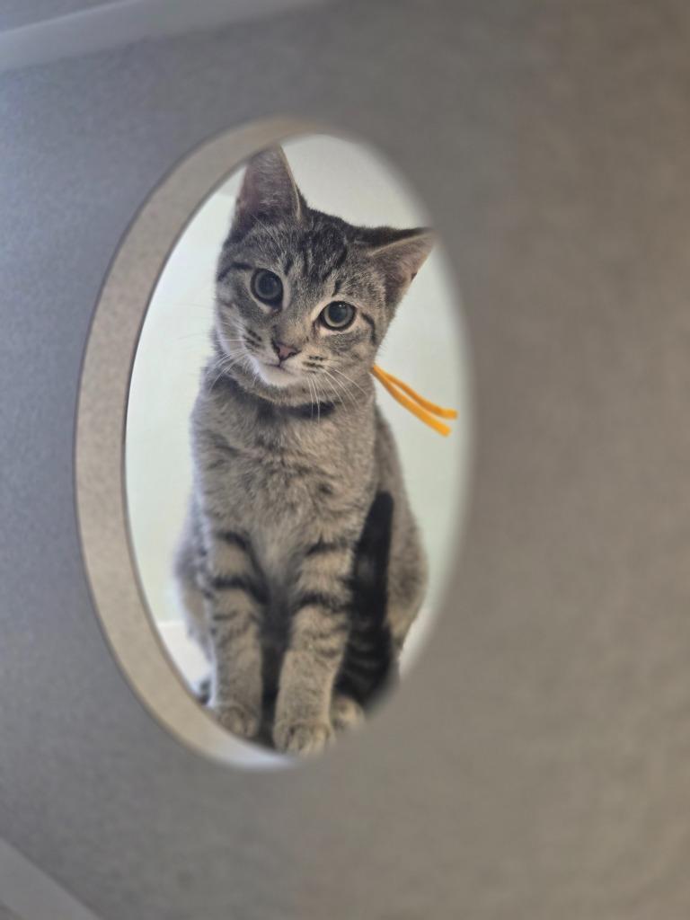 Orville, a Adoptable mixed breed in Viroqua, WI image 4/6