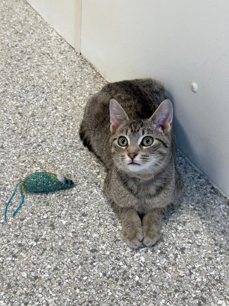 Orville, a Adoptable mixed breed in Viroqua, WI image 5/6