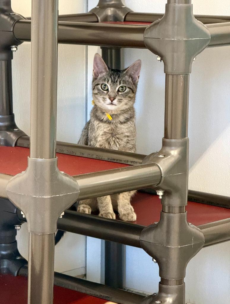 Orville, a Adoptable mixed breed in Viroqua, WI image 6/6