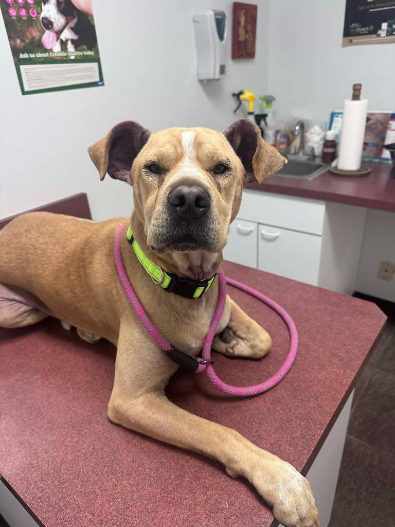 Lana, a Adoptable Mixed Breed in Marion, OH image 1/2