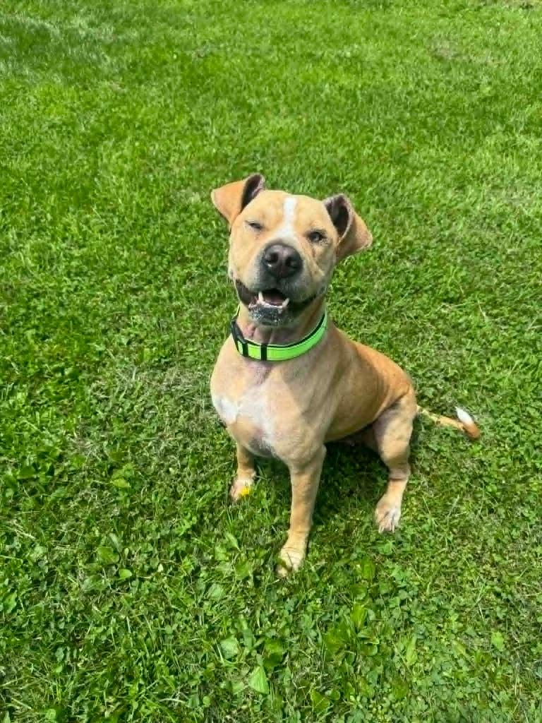Lana, a Adoptable Mixed Breed in Marion, OH image 2/2