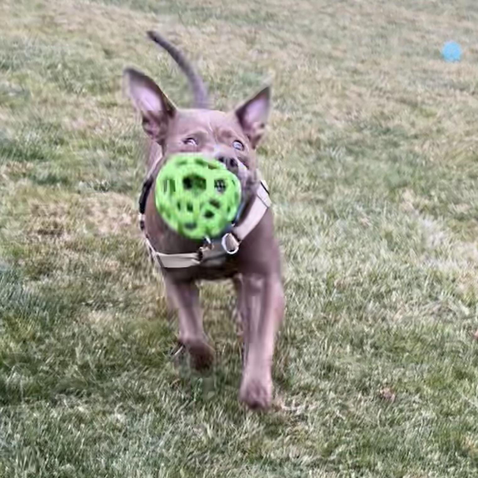 Olive, a Adoptable mixed breed in Ithaca, NY image 1/5