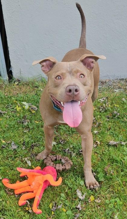 Olive, a Adoptable mixed breed in Ithaca, NY image 5/5