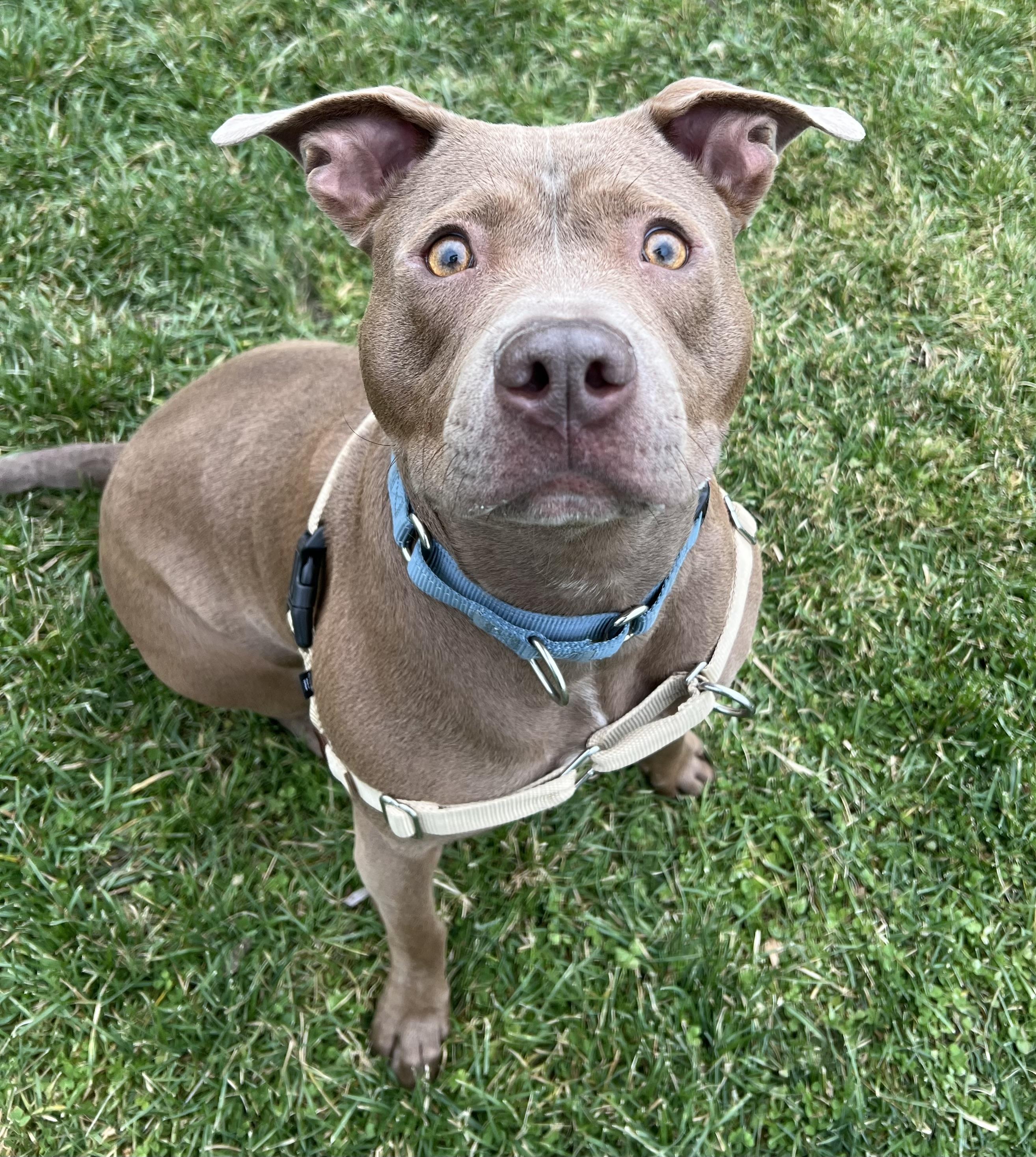 Olive, a Adoptable mixed breed in Ithaca, NY image 2/5