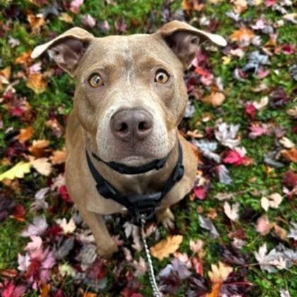 Olive, a Adoptable mixed breed in Ithaca, NY image 3/5