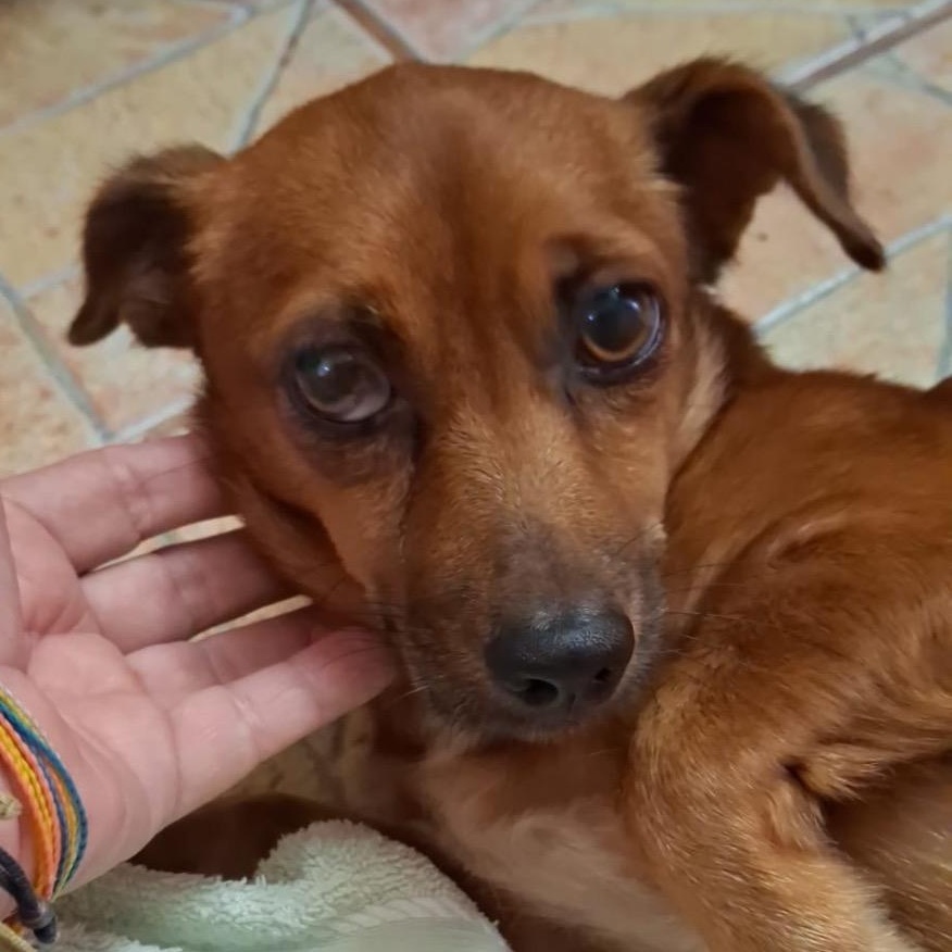 Venus, a ADOPTABLE mixed breed in Baltimore, MD image 4/5