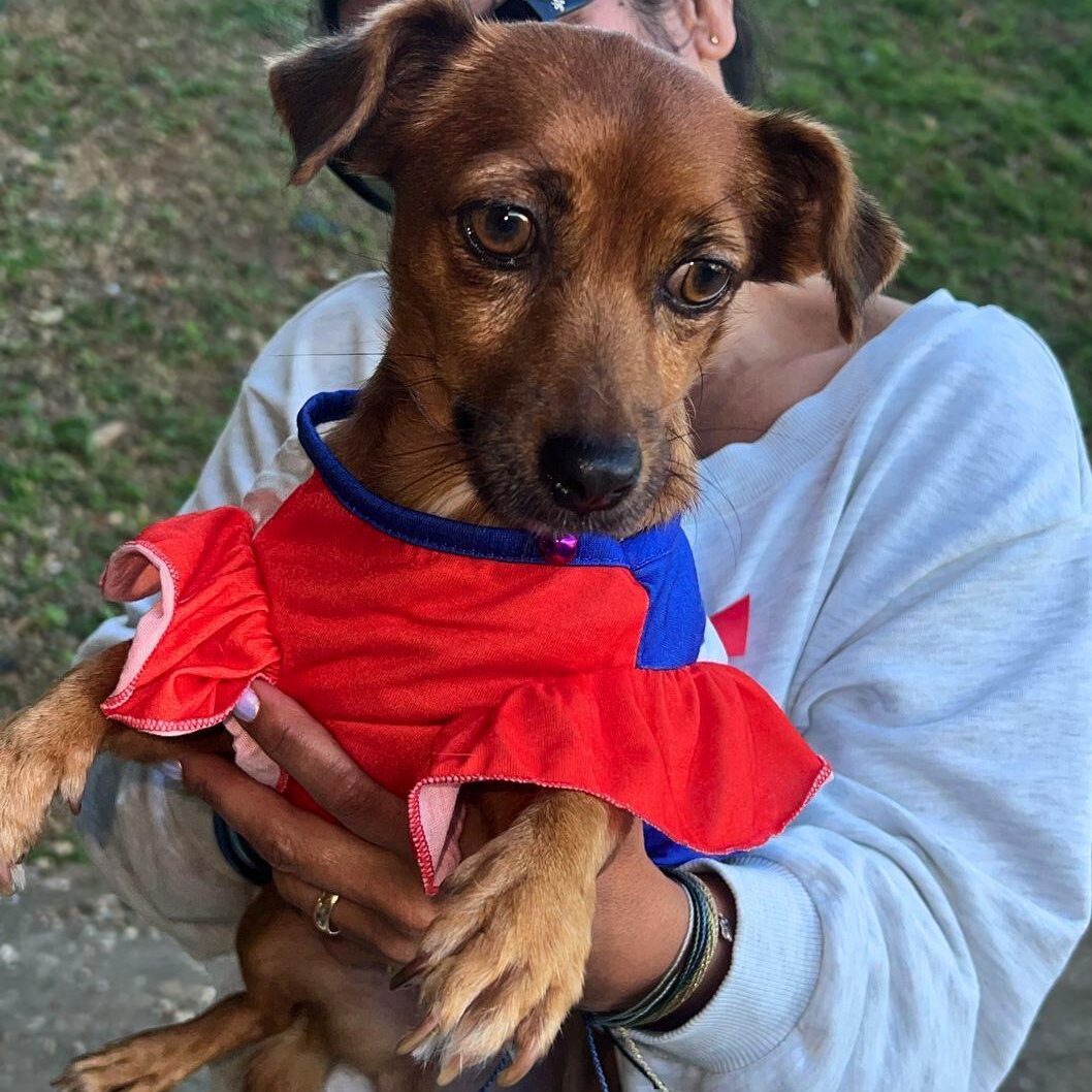 Venus, a ADOPTABLE mixed breed in Baltimore, MD image 2/5