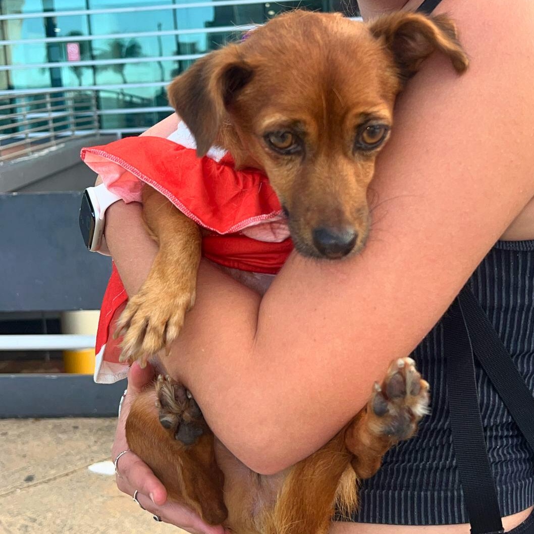 Venus, a ADOPTABLE mixed breed in Baltimore, MD image 3/5