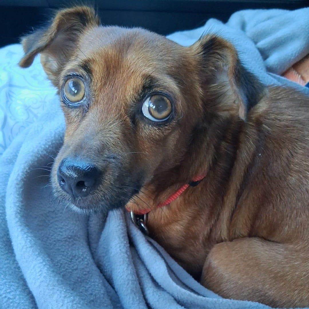 Venus, ADOPTABLE, Adult Female Dachshund & Chihuahua.
