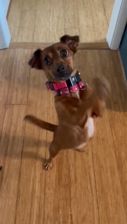 Enlarge Venus, a ADOPTABLE mixed breed in Baltimore, MD video 5/5