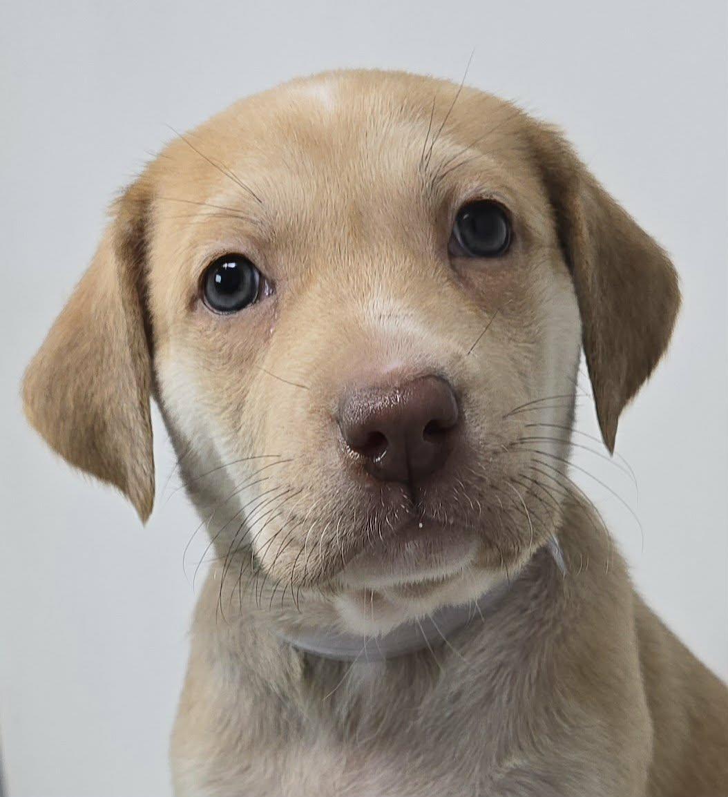 Neema, Adoptable, Puppy Female Labrador Retriever & Australian Shepherd.