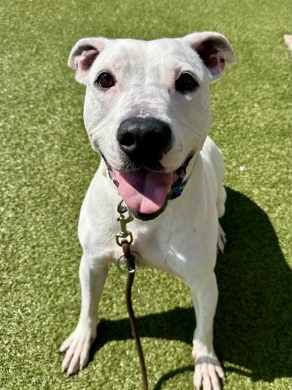 Wanikya, Adoptable, Adult Male Mixed Breed & Mixed Breed.