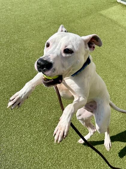 Wanikya, a Adoptable mixed breed in Wichita, KS image 3/3
