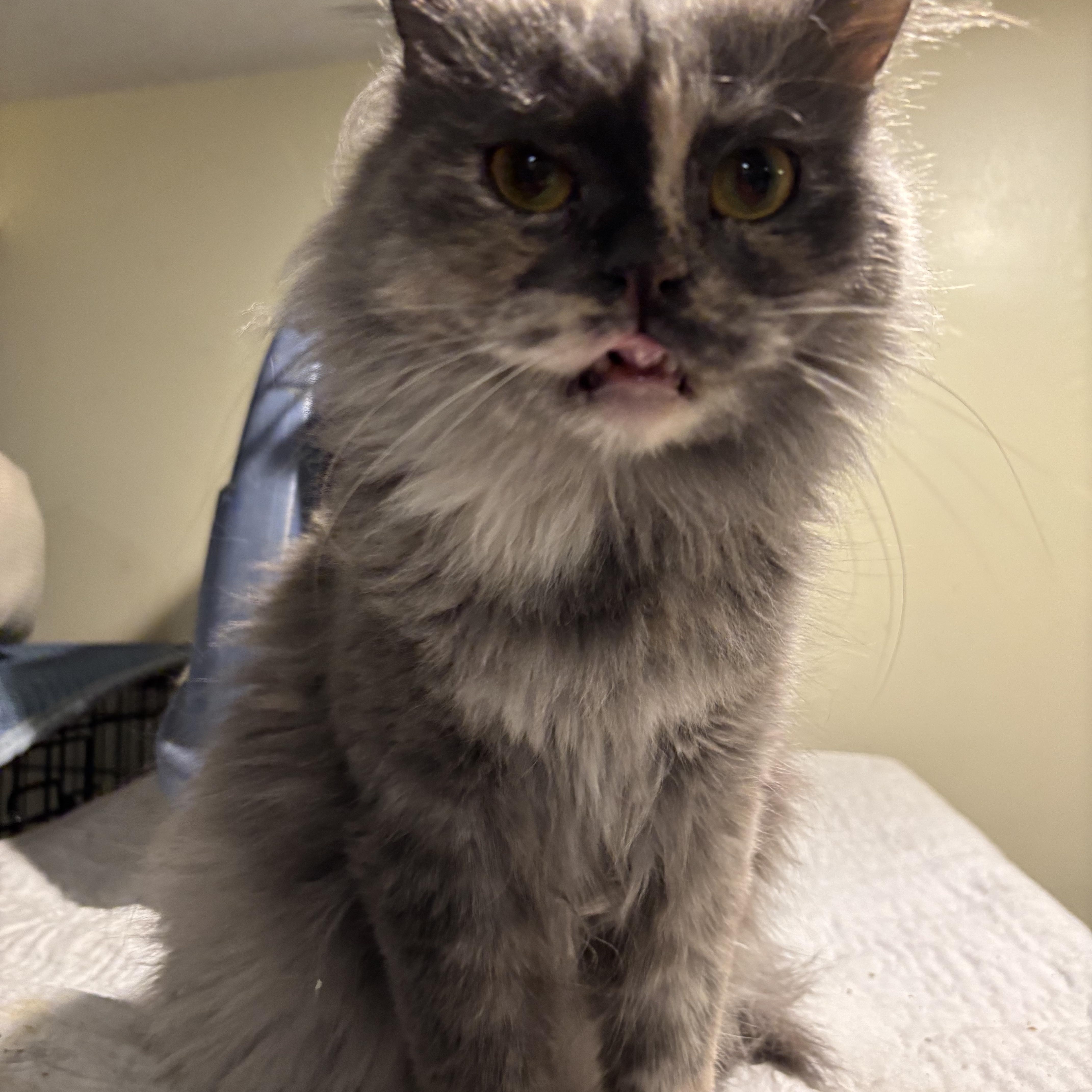 Kitty (Persian), an adoptable Persian in Fairfax, VA, 22030 | Photo Image 3