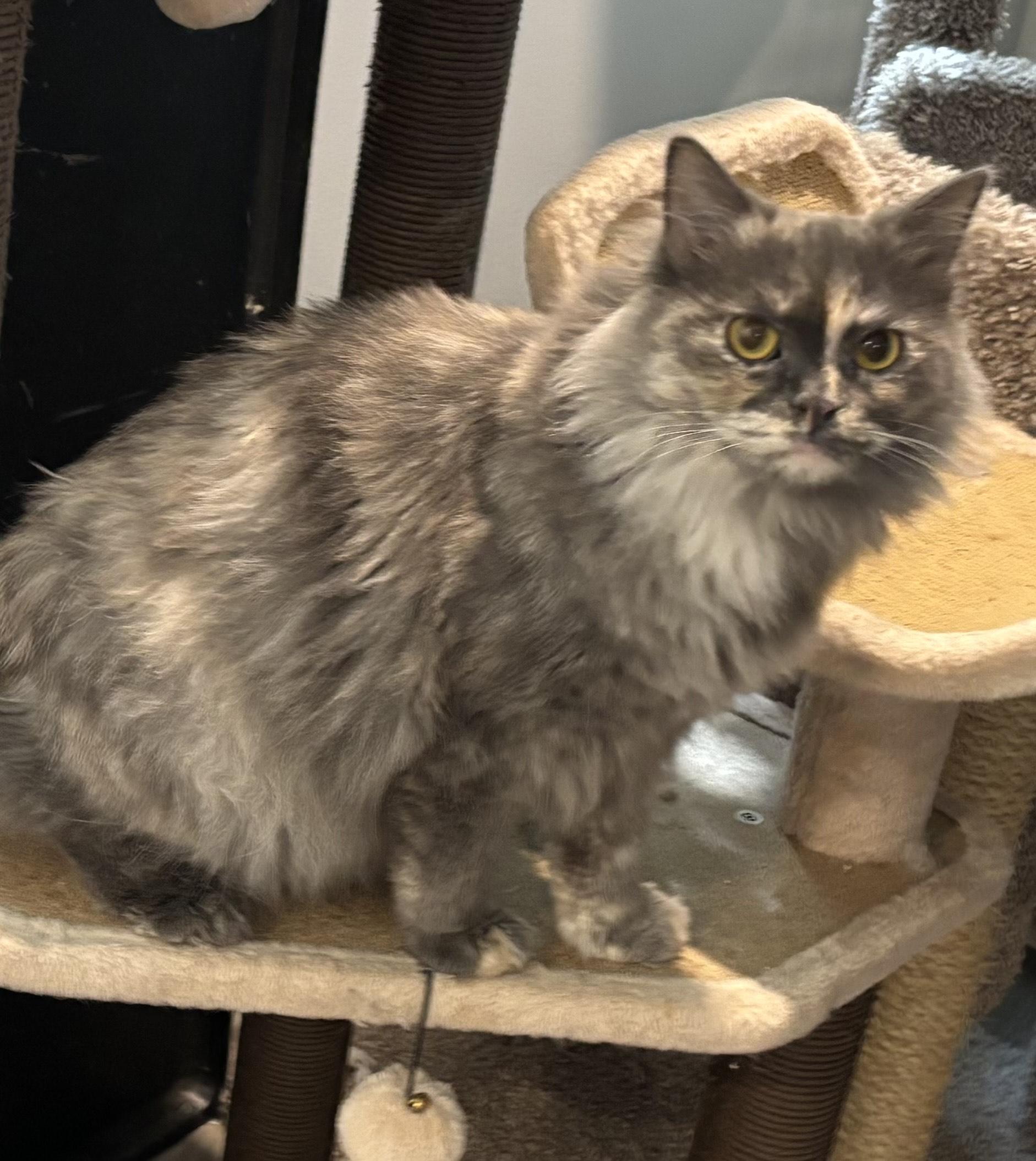 Kitty (Persian), an adoptable Persian in Fairfax, VA, 22030 | Photo Image 1